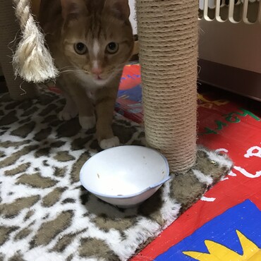 もっとごはんが欲しい顔デス