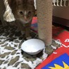 もっとごはんが欲しい顔デス