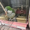 オキナインコ　里親募集します