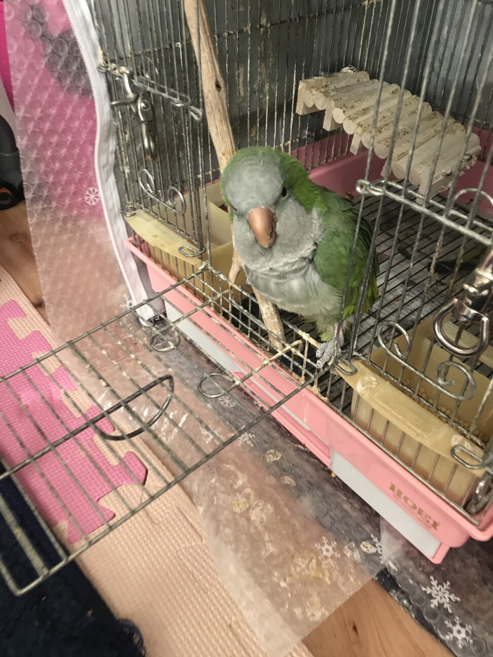 オキナインコ 里親募集します 福岡県 鳥の里親募集 ペットのおうち 月間利用者150万人