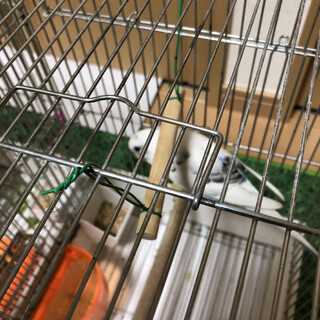 ガンで亡くなった友人のインコの里親を再募集します