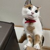 はむすけ2018さん