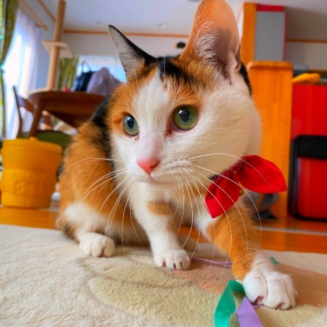 はむすけ2018のカバー写真