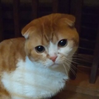 【スコティブリーダー廃業】優しく穏やかな癒し系男子