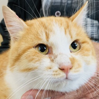 ②家がほしい　茶トラ　ぽっちゃり甘えん坊息子　1才