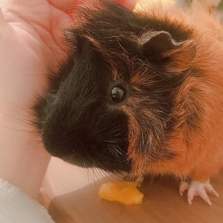 モルモット2匹（♂1匹♀1匹）の里親募集中！