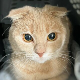 【3/21東日本橋】耳折れスコティッシュ♡ナノくん