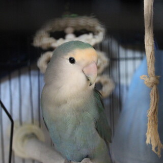 可愛いゴサクラインコ愛で育ててくださる方。