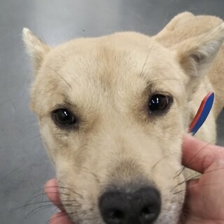 おっとりお姉さんレインちゃん→ボランティア譲渡