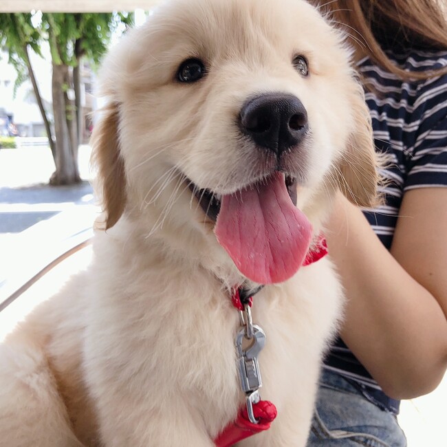 RIERINKOのカバー写真