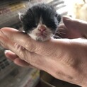 交渉中につき一旦募集停止/産まれて間もない子猫です