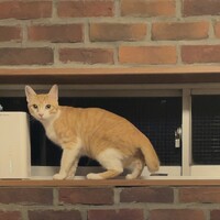 こむぎ