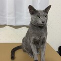 ロシアンブルー男の子