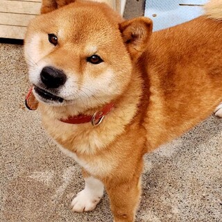 i20-M966 男前！！柴君♪