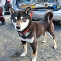 柴犬の桜ちゃん