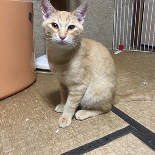 茶トラのオスネコの里親募集