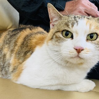 ①おうちがほしい　三毛のみいちゃん　苦労母　3才