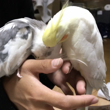 妹宅のオモチにカキカキされて喜ぶオコメ(こちらで頂いた子)