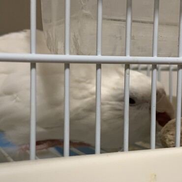 マシロちゃん慣れてきて呼びなきしてくれたり今日はガジガジかじり遊んでました。