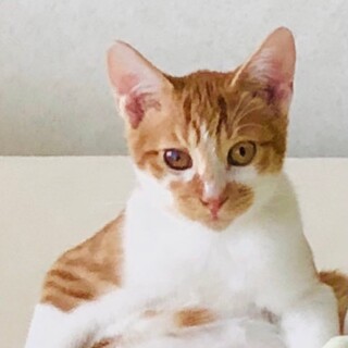 甘え上手♡レオくん