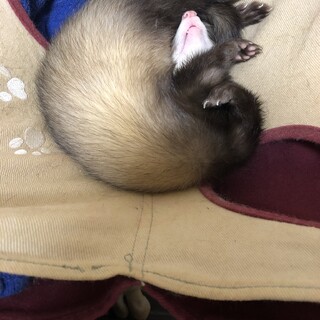 1歳半の女の子です