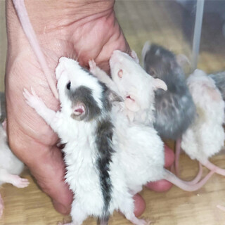 ファンシーラットベビー里親様募集です