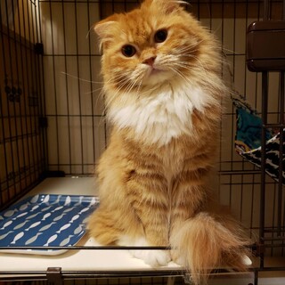 4/18譲渡会参加スコティッシュの長毛の女の子