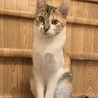 9/19譲渡会参加のキュートな三毛猫のゆい