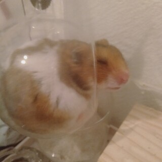 ゴールデンハムスター