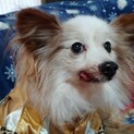 パピヨン♂ てへぺろセナくん