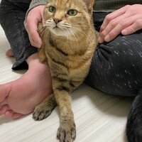 スズ