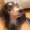 さとぴーんさん