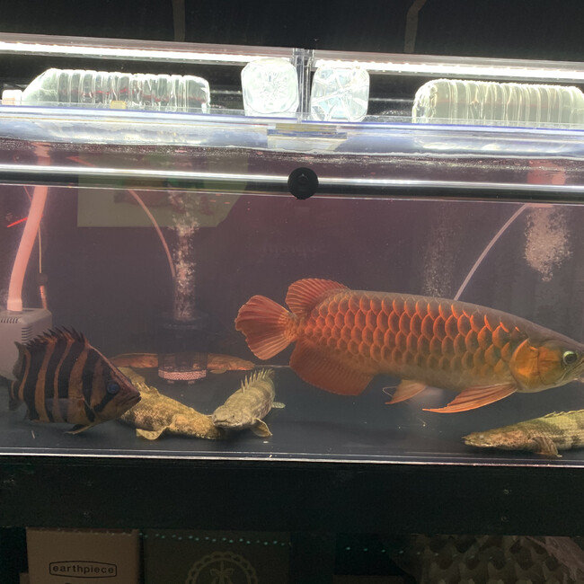 さとぴーんのカバー写真