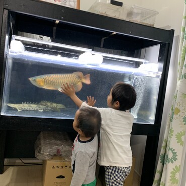 子供達はお魚が好きみたいです