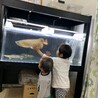 子供達はお魚が好きみたいです
