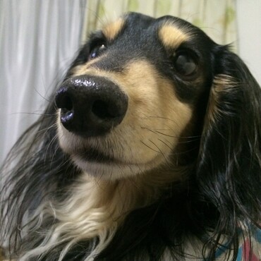 実家の愛犬らっきー