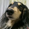 実家の愛犬らっきー