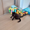 小ぶりな黒猫美人さん サムネイル7