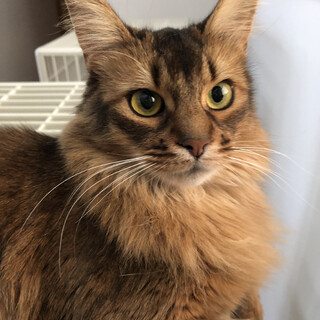 ソマリの男の子