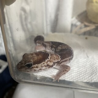 ☆近場限定急募☆ ニシアフ