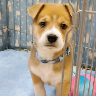 ミルクで育ったシオンくん☆1ヶ月半