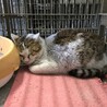 どこに居たの？全身ススだらけの子 サムネイル6