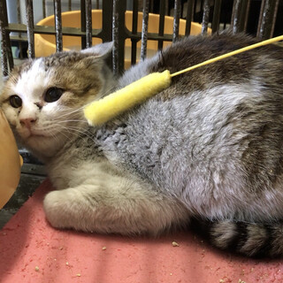 どこに居たの？全身ススだらけの子