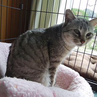 グレーのキジ オス去勢済 推定3～４歳くらい