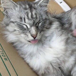 舌出しペコちゃん
