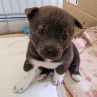 生後1ヶ月★チャコールグレーの女のコ