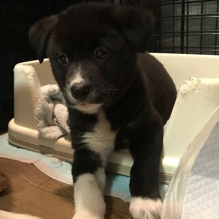 里親様決定！2ヶ月半女の子人馴れ抜群です