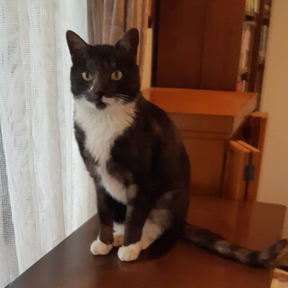 おっとり甘えん坊の「よぅちゃん」