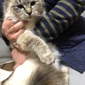 シャム系長毛メス1歳半です
