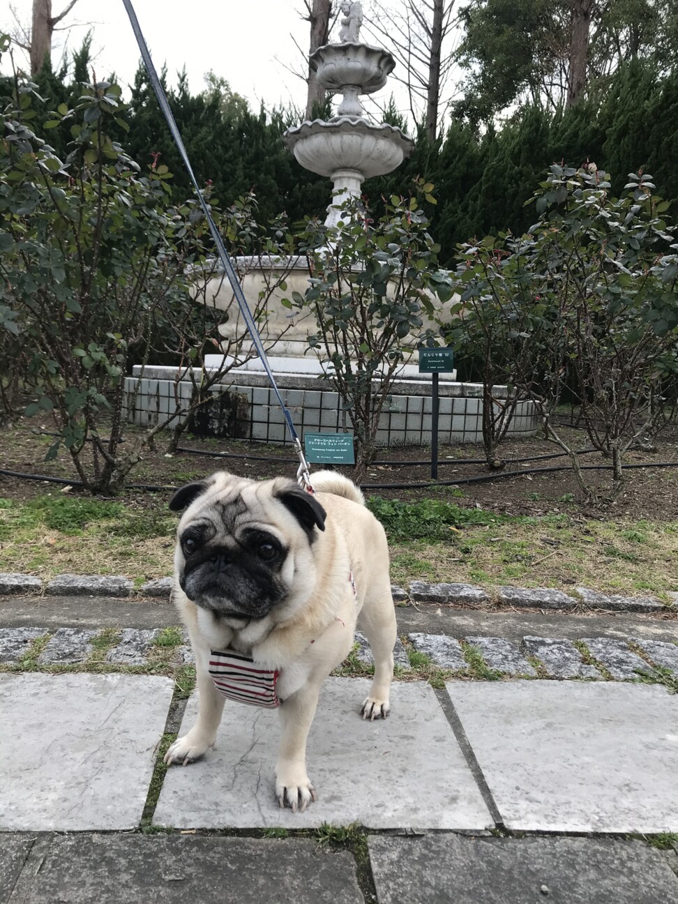 ロン